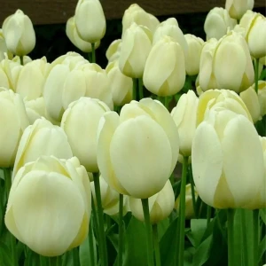 Тюльпан Cream Cocktail GEOLIA 11/12 6/36