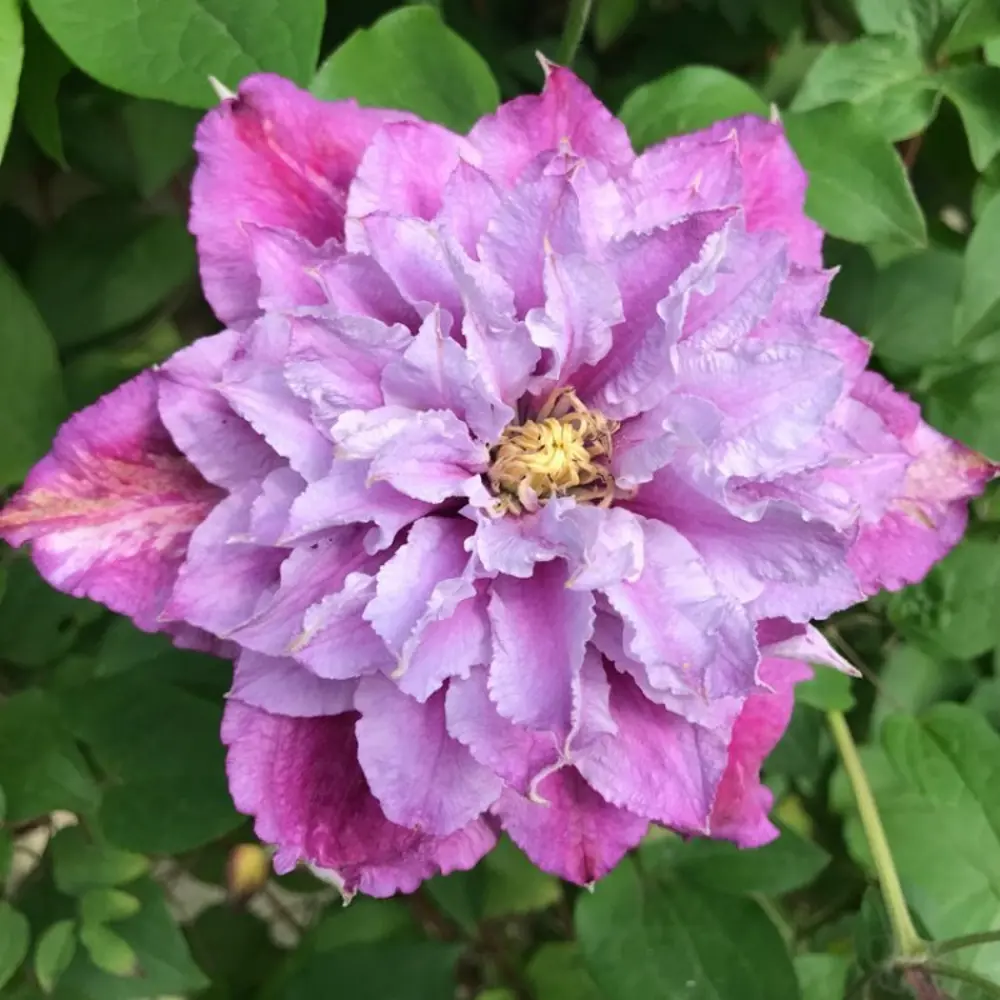 Клематис крупноцветковый Пиилу ø17 h50 см 85324322 STLM-2110579 Santreyd 