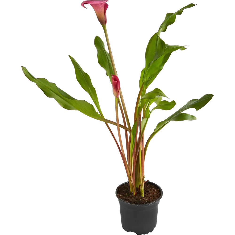 Калла Santreyd — изящное комнатное растение с сердцевидными листьями 83248198 STLM-0956759 - Вид №4