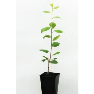 Яблоня «Розочка» 1 год 12.5x30-50 см 82610484 STLM-2004098