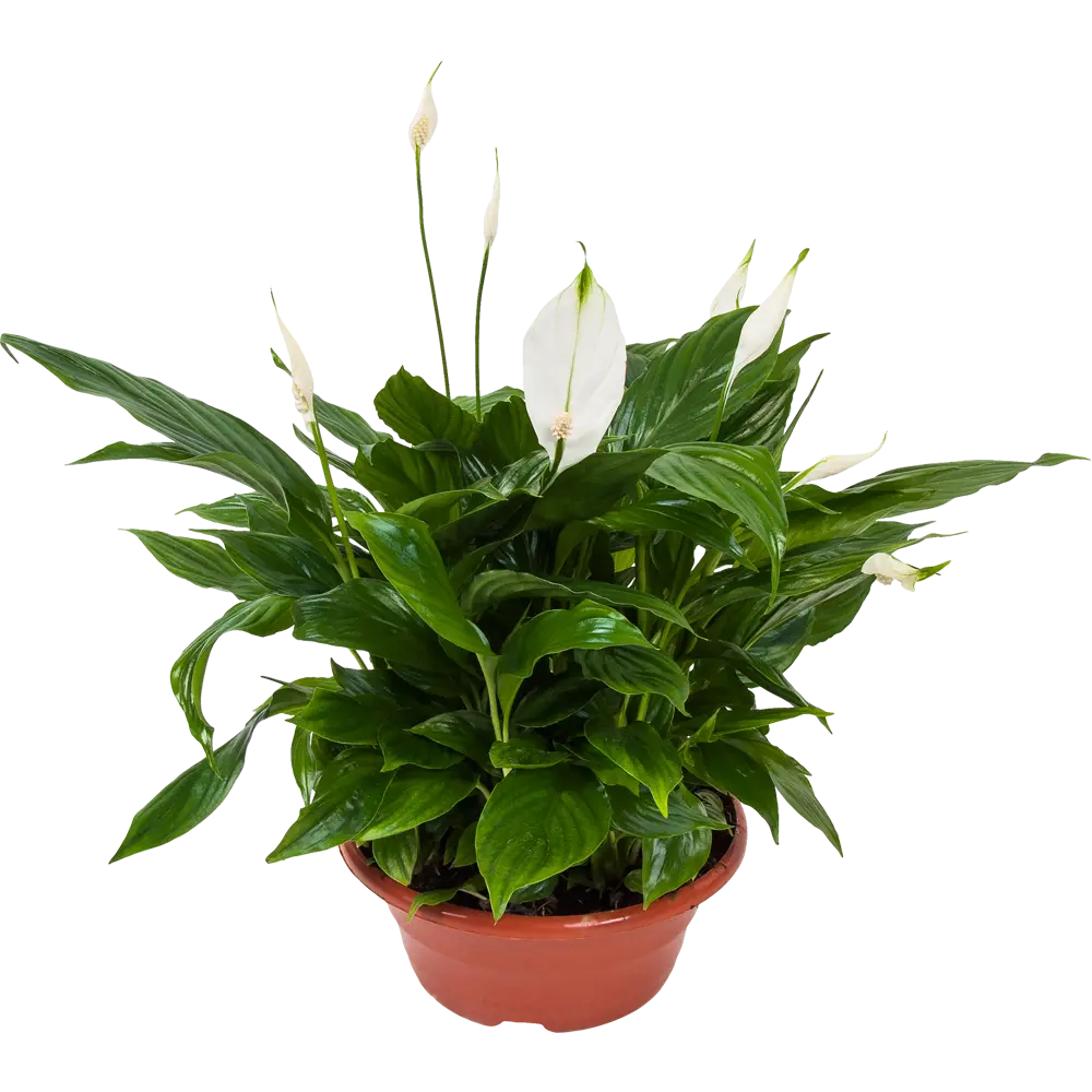 Спатифиллум Беллини от Santreyd — изящное цветущее растение для интерьера 82548590 STLM-0029507