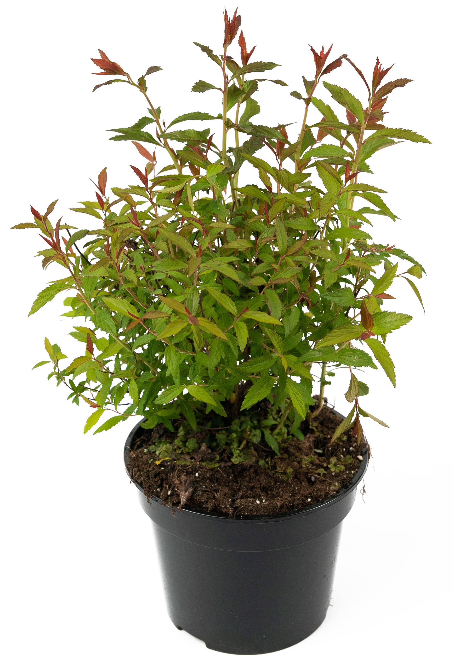 Спирея японская Anthony Waterrer - саженец цветущего растения 84841615 Santreyd STLM-0055907