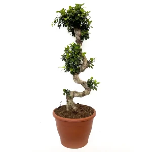 Фикус микрокарпа женьшень микс ø35 h90-105 см 88309600 STLM-2080664
