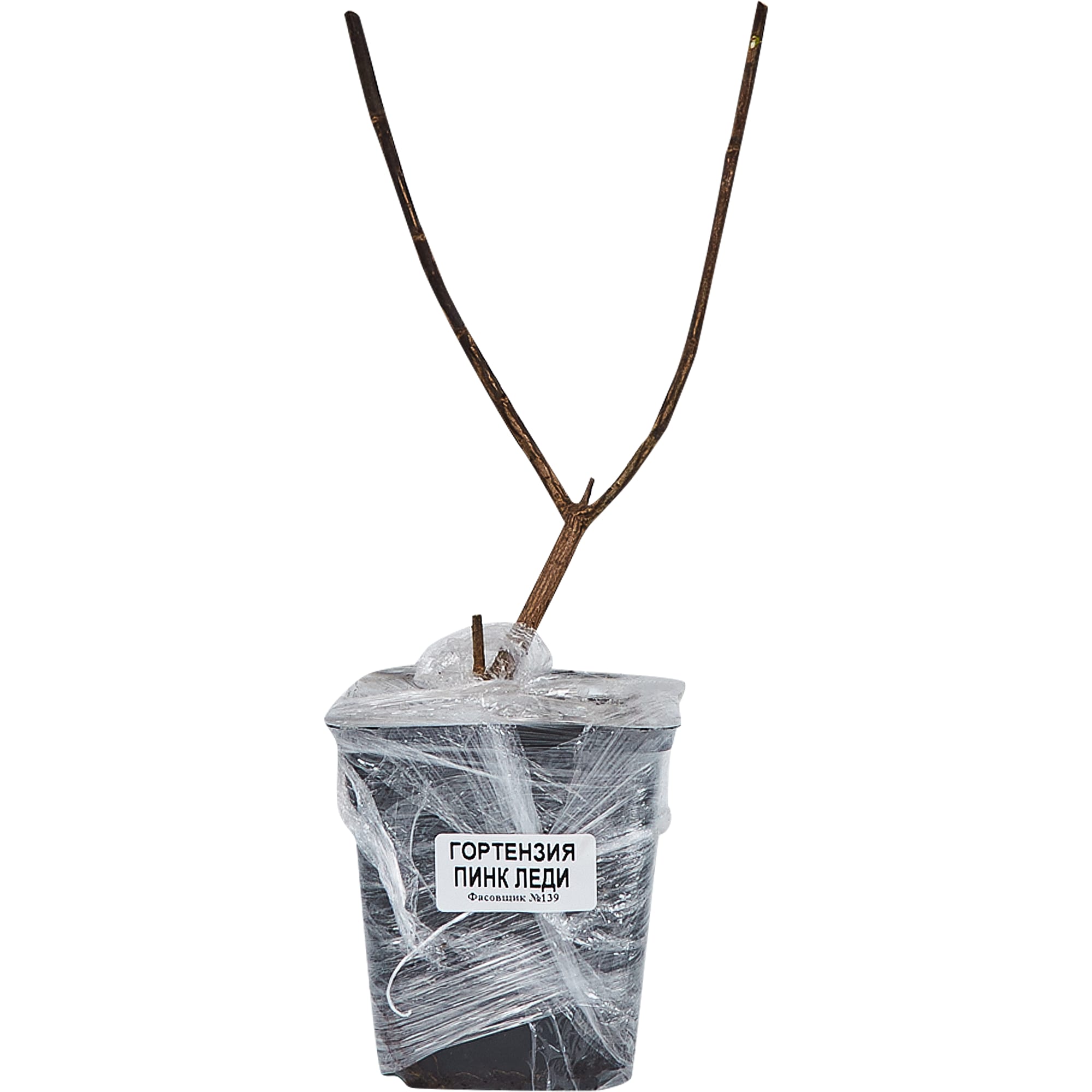 82155614 Гортензия метельчатая «Пинк Леди» в коробке Santreyd  - Вид №2