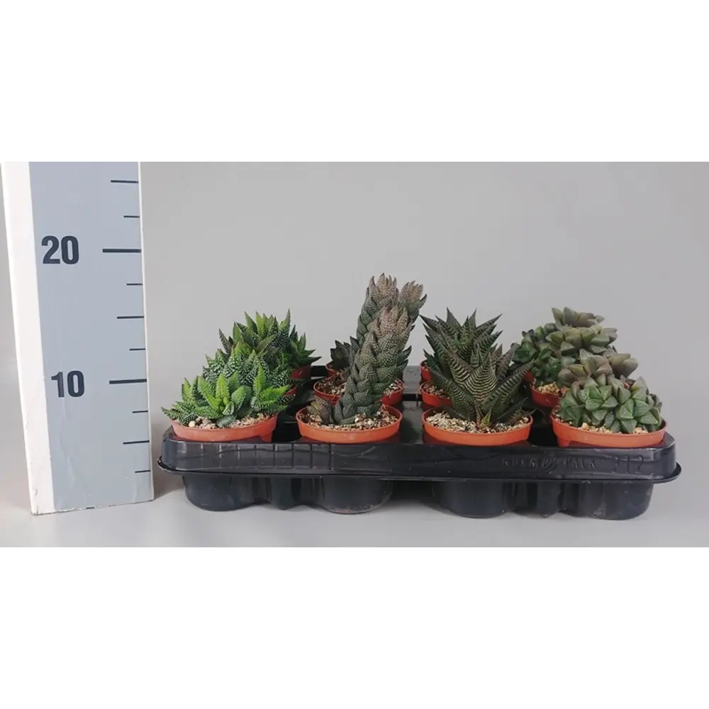 Хавортия Премиум микс Santreyd - комнатное растение для интерьера 89400413 STLM-1529274