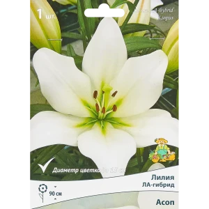 Лилия ла-гибрид Асоп 85205752 STLM-2200238