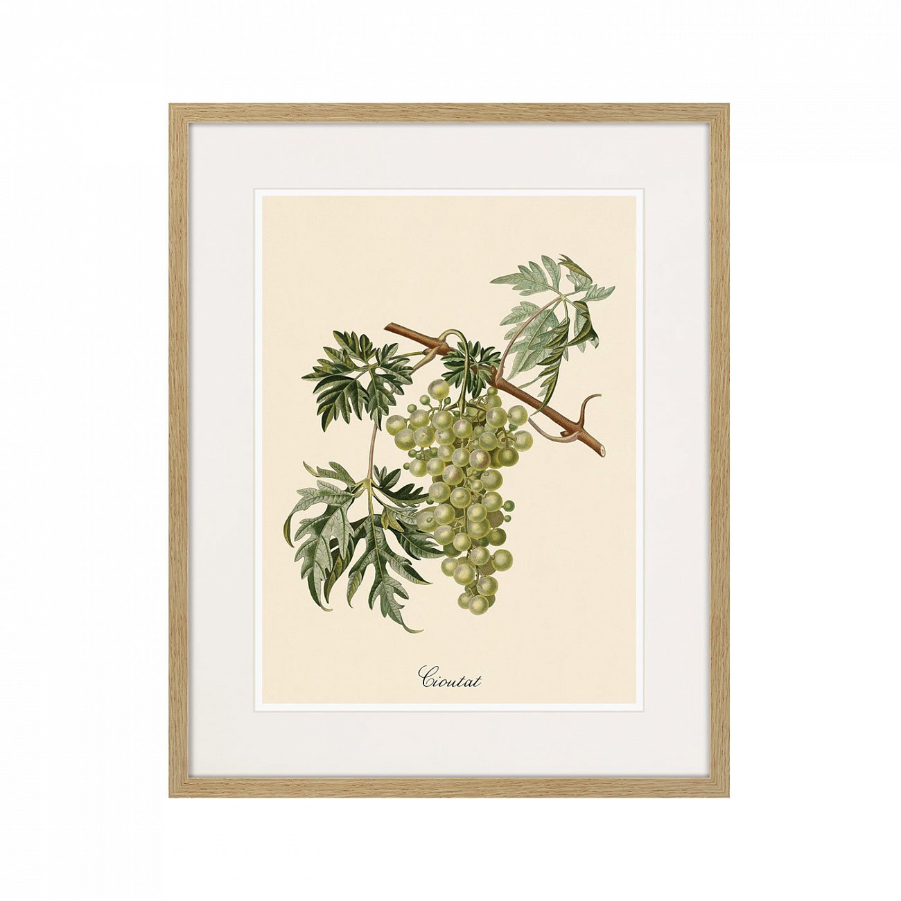 Картина Juicy fruit lithography №13, 1870 г., 42х52 см КАРТИНЫ В КВАРТИРУ  264431 Разноцветный  - Вид №1