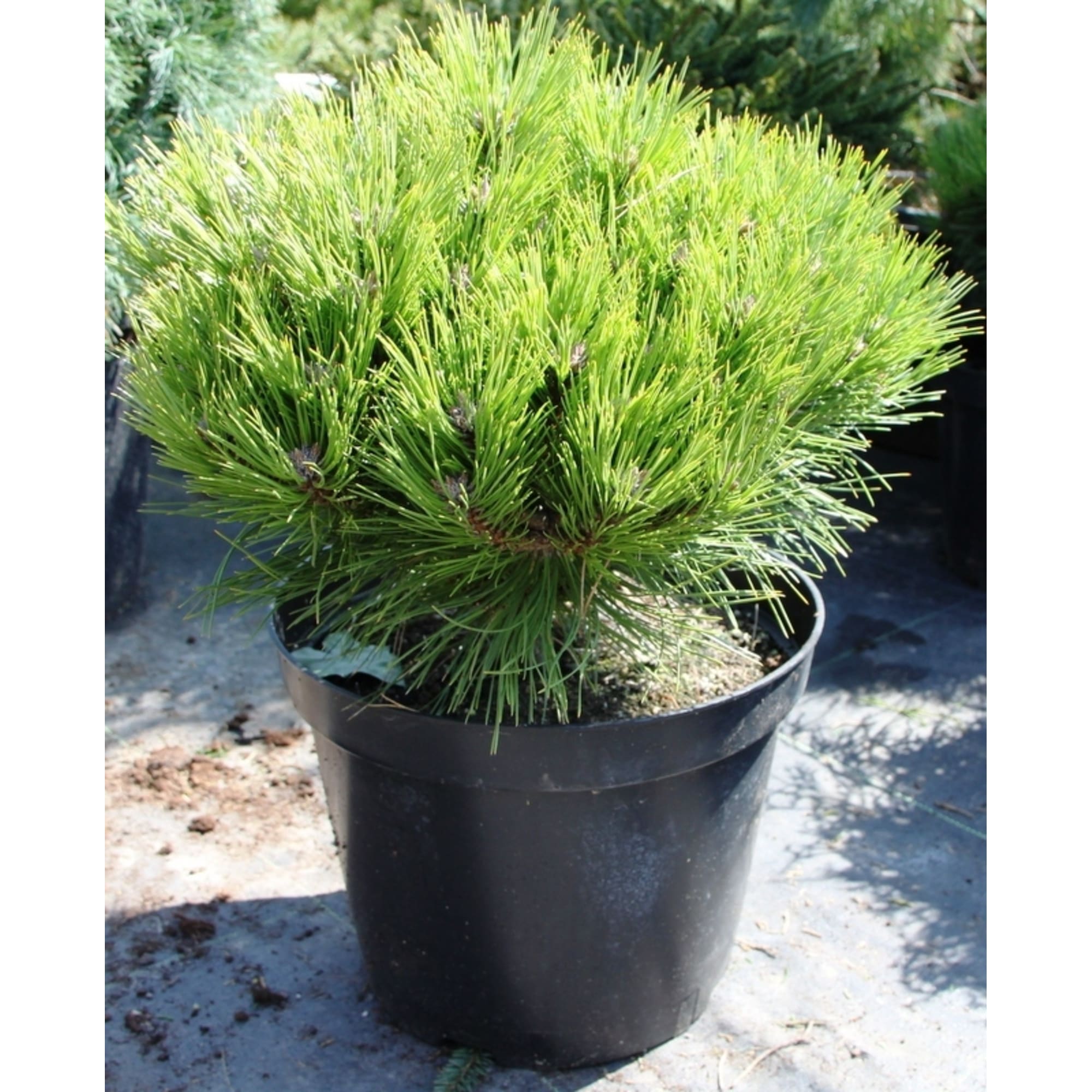 82601677 Сосна горная «Варелла» 23x40 см Santreyd 