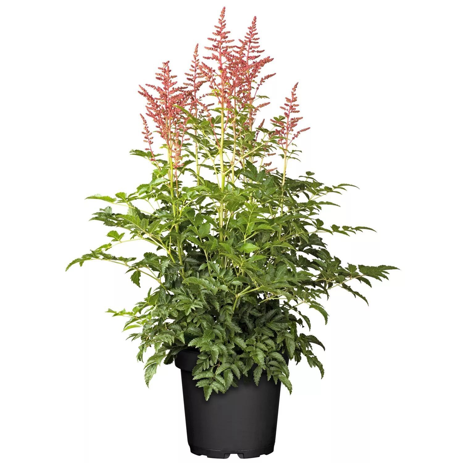 Астильба китайская розовая в горшке 15 см 82585322 Santreyd STLM-0030687