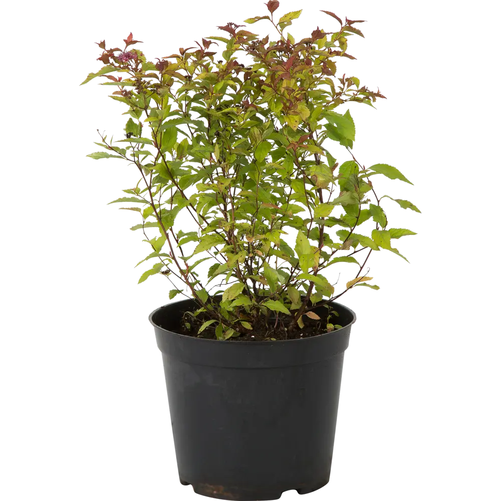 Спирея японская «Файерлайт» C3 20-40 см PLANTMARKET STLM-2161096