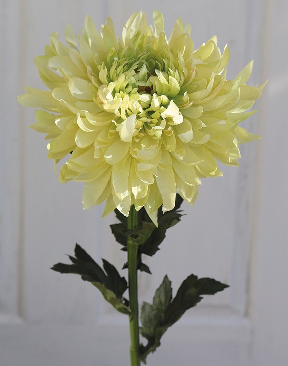 3411 788 a3 Хризантема пластиковая, 62 см, бежево-зеленая H-andreas  - Вид №5