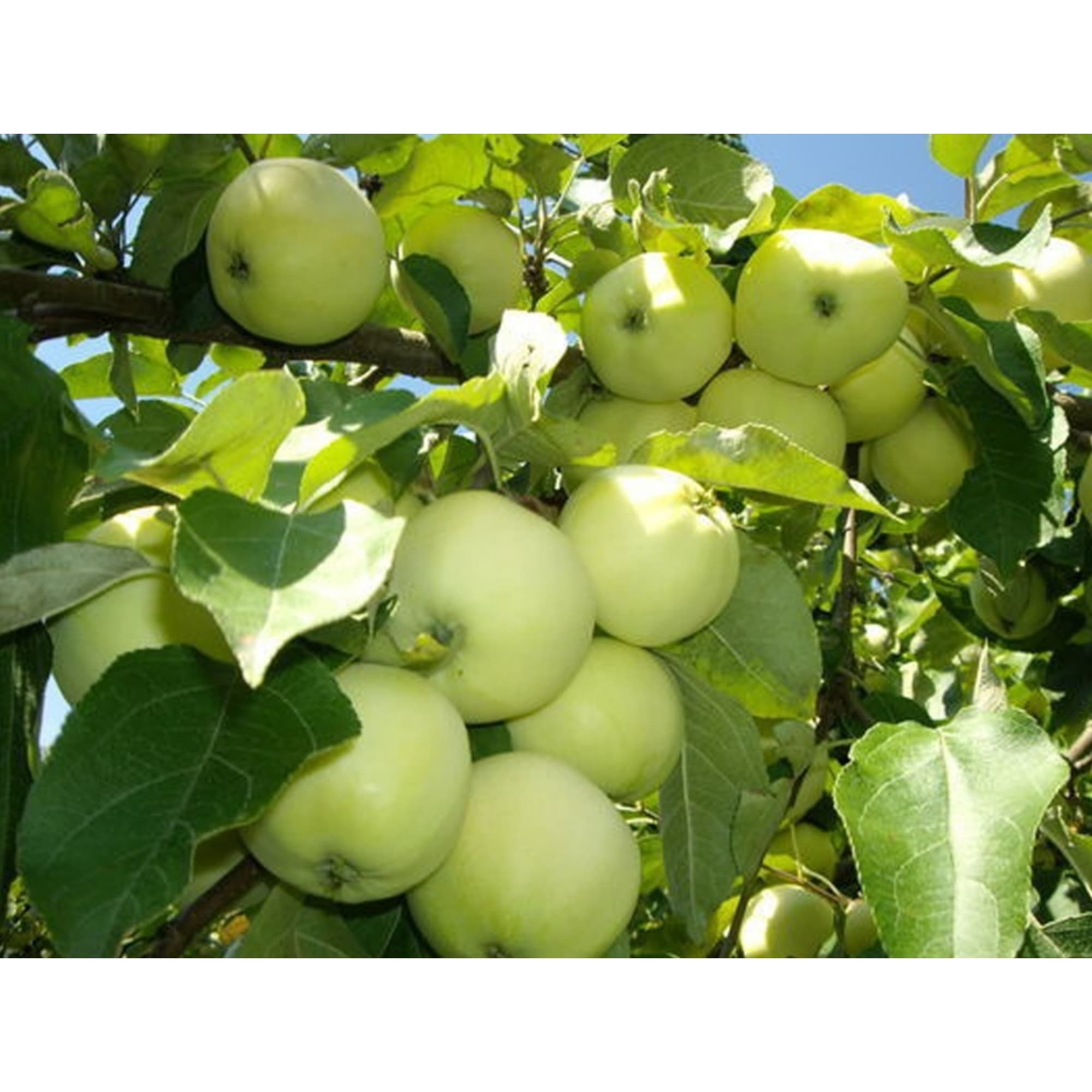 85608225 Яблоня Налив Белый ø22 h180 см Santreyd 