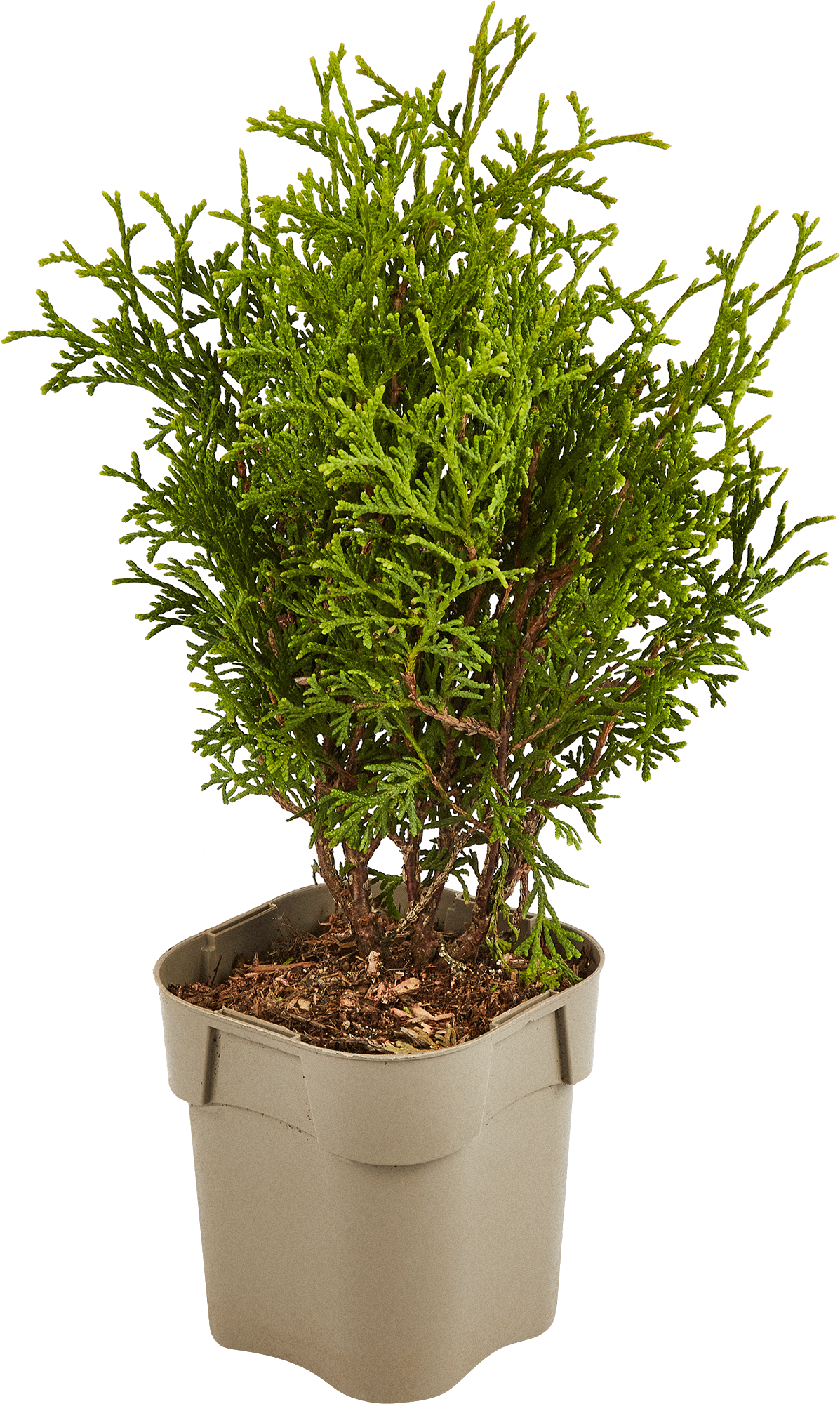 Туя Тини Тим декоративная хвойная для тенистых участков 85573257 Santreyd STLM-0063988