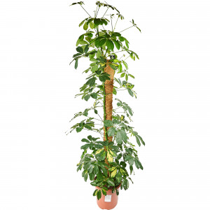 82892077 Шеффлера Голд Капелла 24x100 см