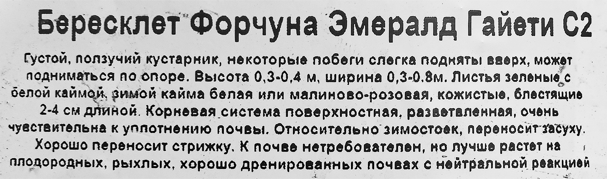 Бересклет Форчуна Эмералд Гайети Santreyd - почвопокровный кустарник с декоративной листвой 85325347 STLM-0061582 - Вид №2