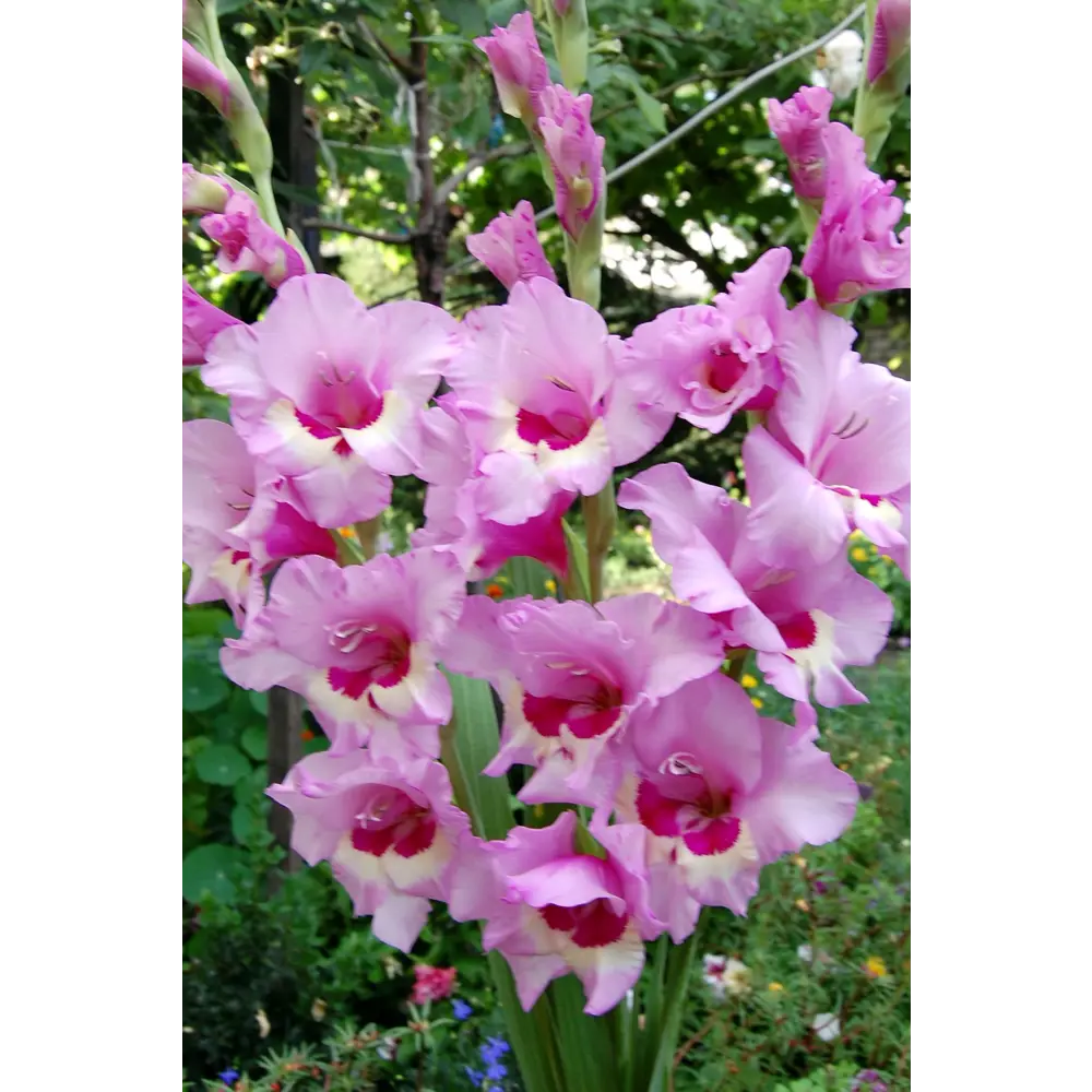 Гладиолус крупноцветковый Замора 10 шт. 83628497 STLM-2039101 BOTANIC COLLECTION 