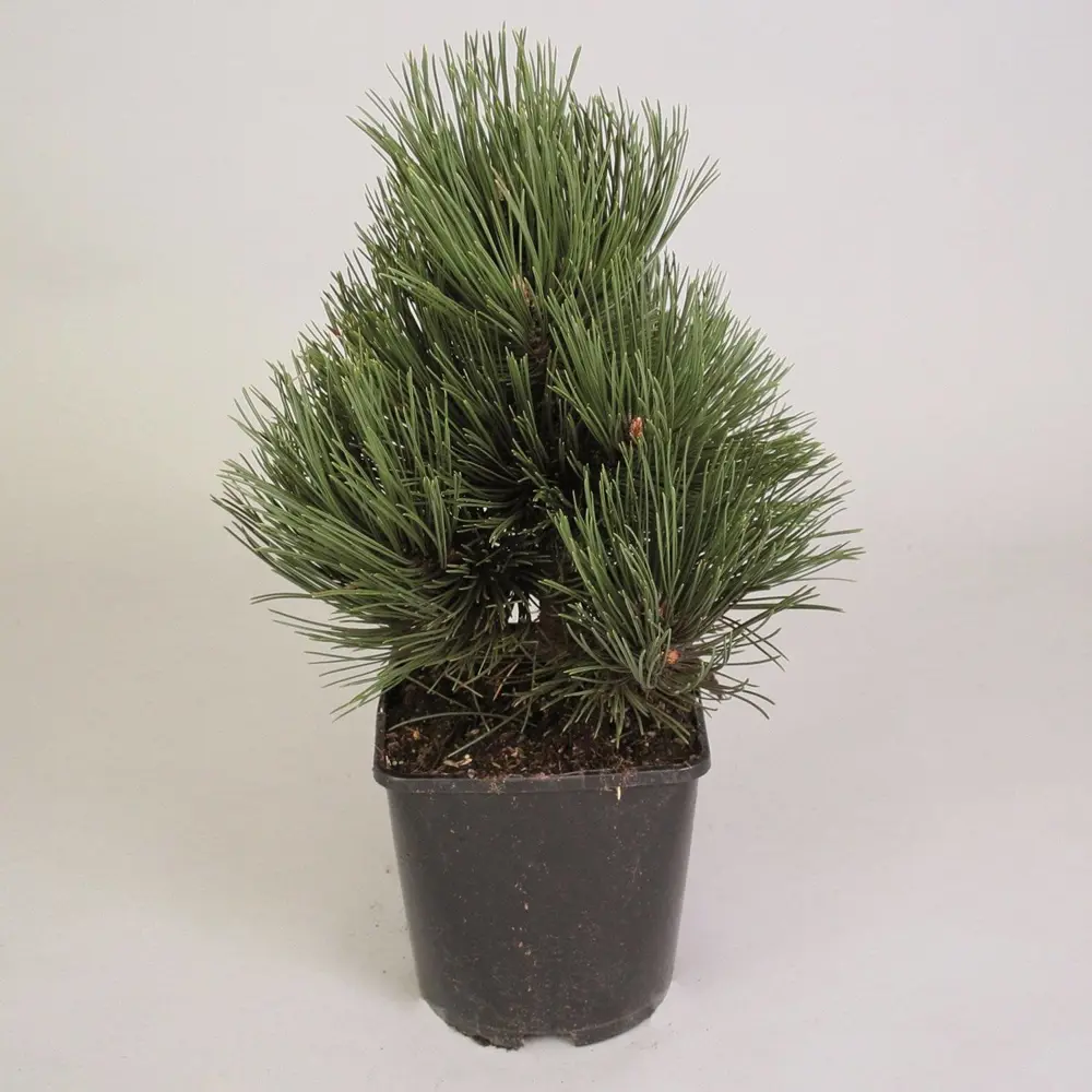 Сосна Гельдрейха Ден Оуден Santreyd - компактное хвойное дерево с пышной кроной 89363814 STLM-0951913