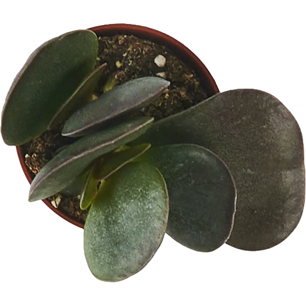 Адромискус Santreyd - суккулент с декоративными листьями 87819704 STLM-0075892 - Вид №2