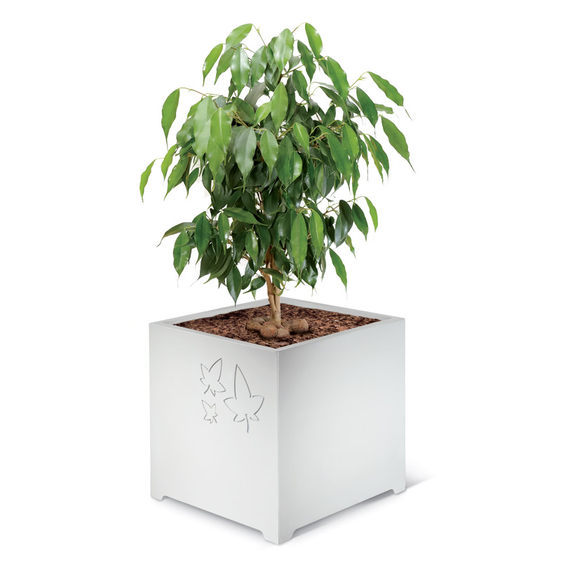 Leaves Details Lab23 Плантаторы  - Вид №2