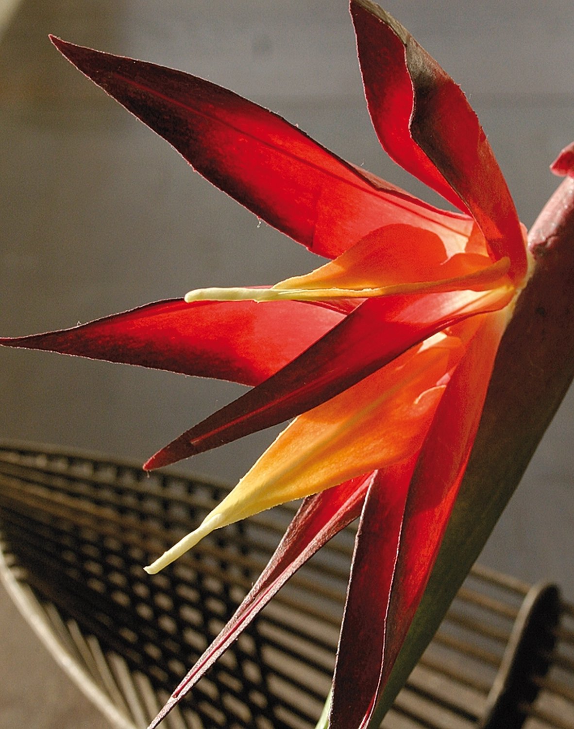 4926 492 a2 Шелковая райская птица, 94 см, бордово-черный H-andreas  - Вид №2