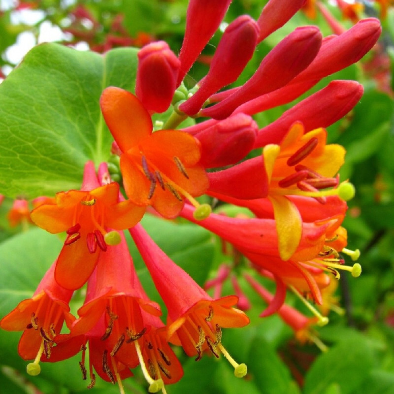 Саженец жимолости Брауна вьющейся с оранжевыми цветами 87690981