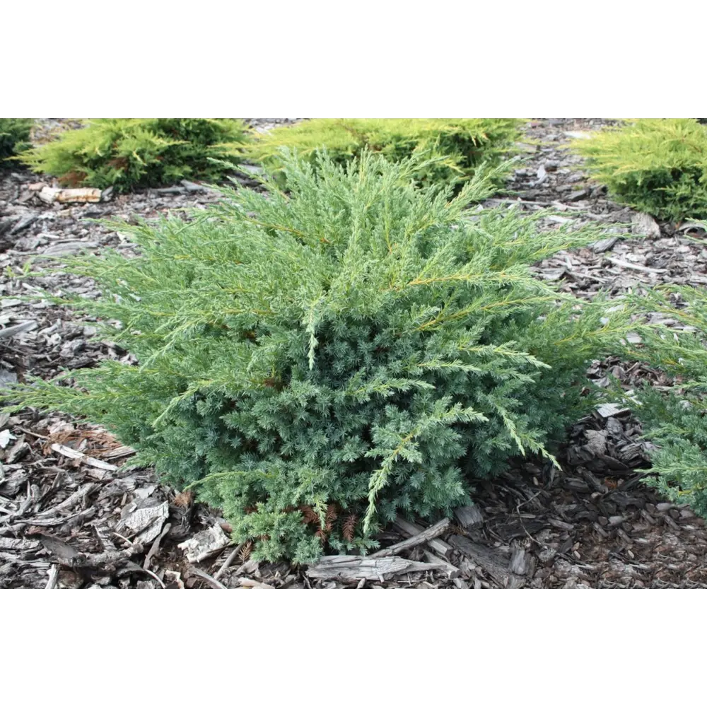 Можжевельник китайский Блю Алпс ø9 h20 см 84406465 STLM-2063862 PLANTMARKET 