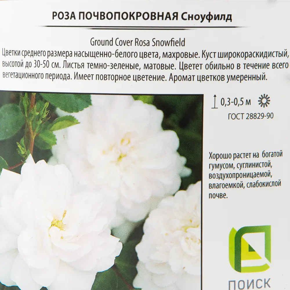 Роза почвопокровная «Сноуфилд» 18.5x30 см 82585279 STLM-2011235 Santreyd  - Вид №1