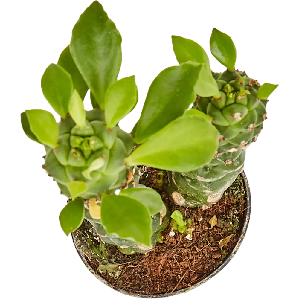 Santreyd Эуфорбия Монадениум Ричи - суккулент для дома 82932729 STLM-0038107 - Вид №1