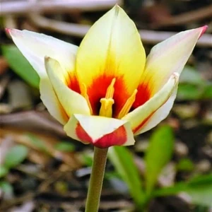 Тюльпан Chopin GEOLIA (6 шт/36)