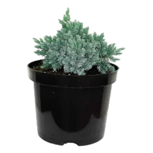 Можжевельник чешуйчатый Блю Стар ø19 h20 см