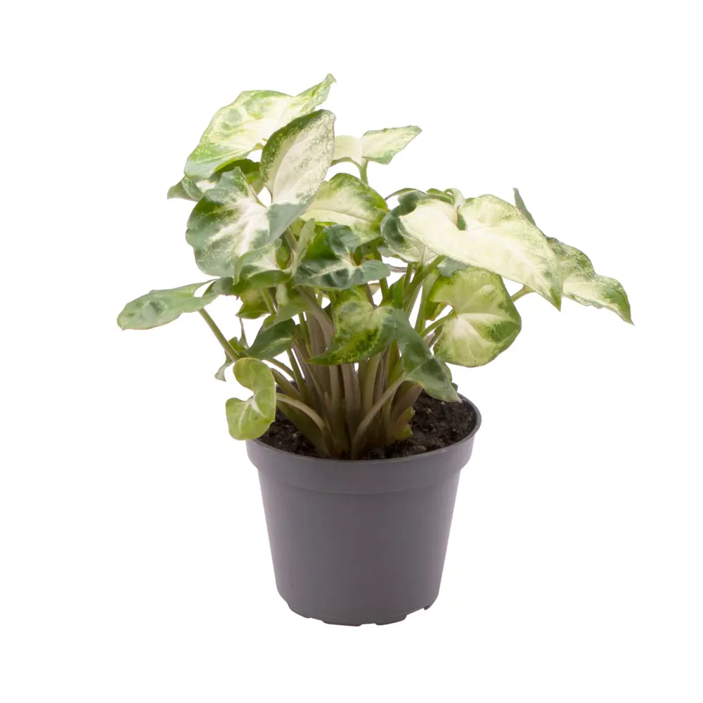 Santreyd Сингониум Пикси — изящное комнатное растение с кремово-зелеными листьями 89375018 STLM-0961013