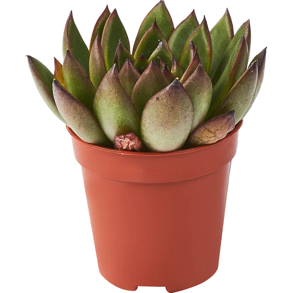 Santreyd Эхеверия микс - суккулент в виде изящной розетки 85325020 STLM-0061570