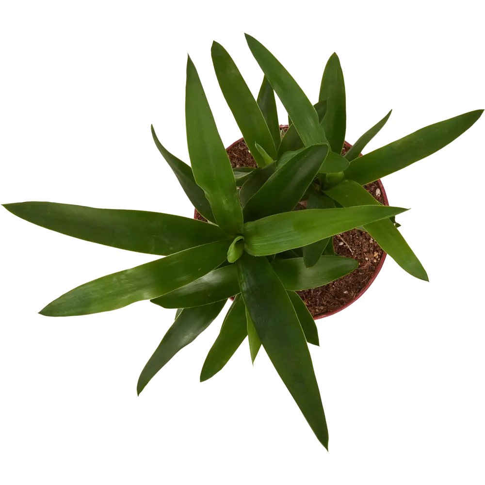 Santreyd Юкка слоновая — изящная ложная пальма для интерьера 83590750 STLM-0949992 - Вид №1