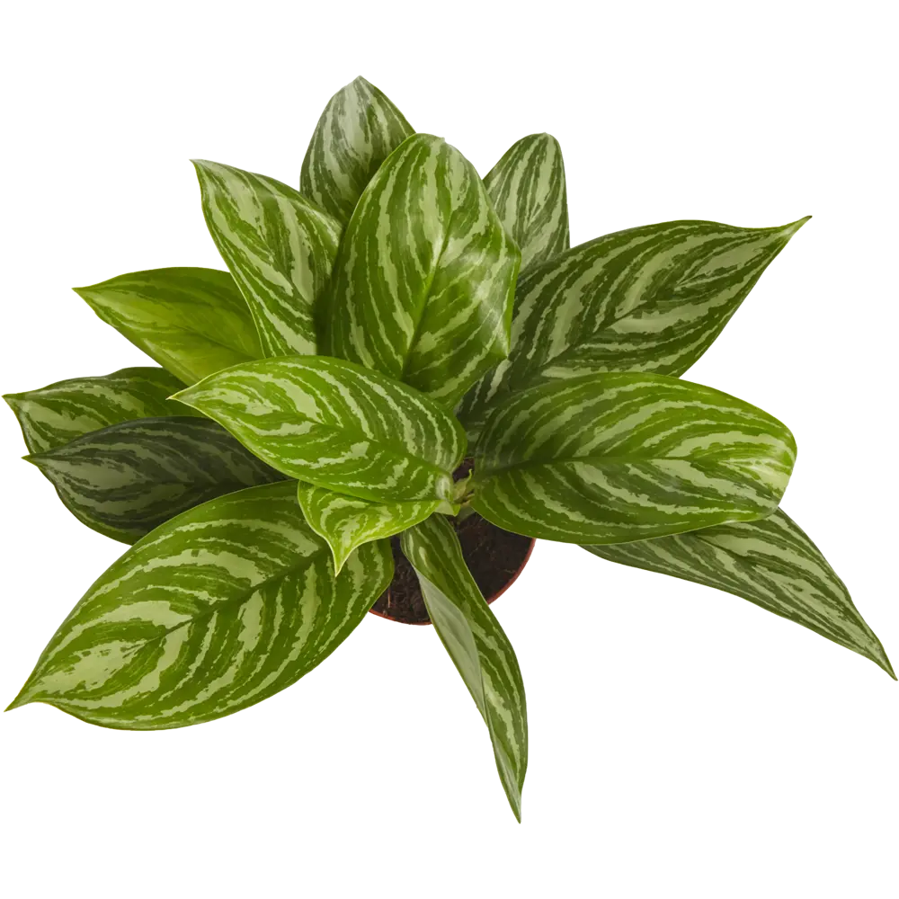 Santreyd Аглаонема - вечнозеленое украшение интерьера 82399613 STLM-0026482 - Вид №1