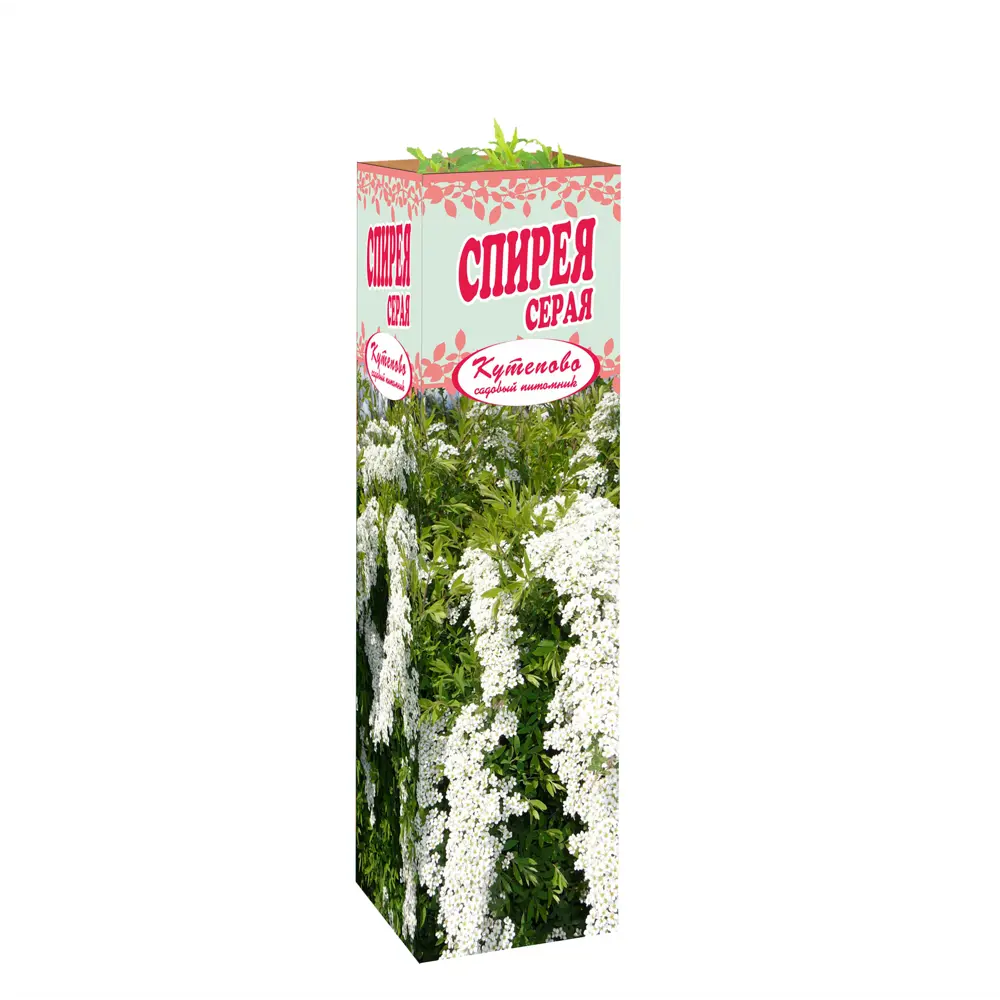 Спирея серая Грефшейм в тубе Кутепово 82559116 STLM-2007898 Santreyd 