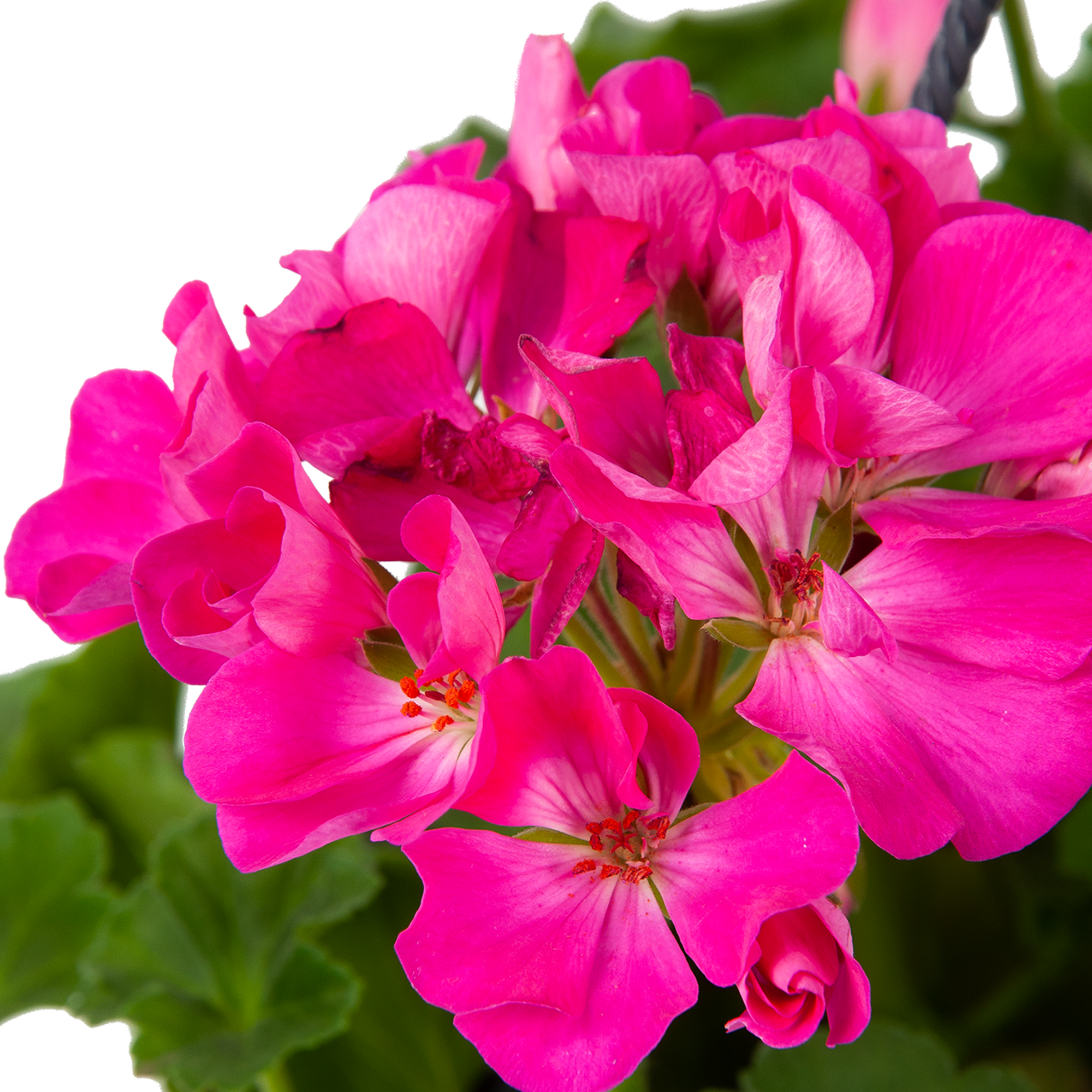 Пеларгония Santreyd в кашпо - цветущее украшение для дома и сада 83248503 STLM-0039966