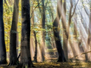 Architects Paper Обои с цифровой печатью с пейзажами Ap digital iv 109320