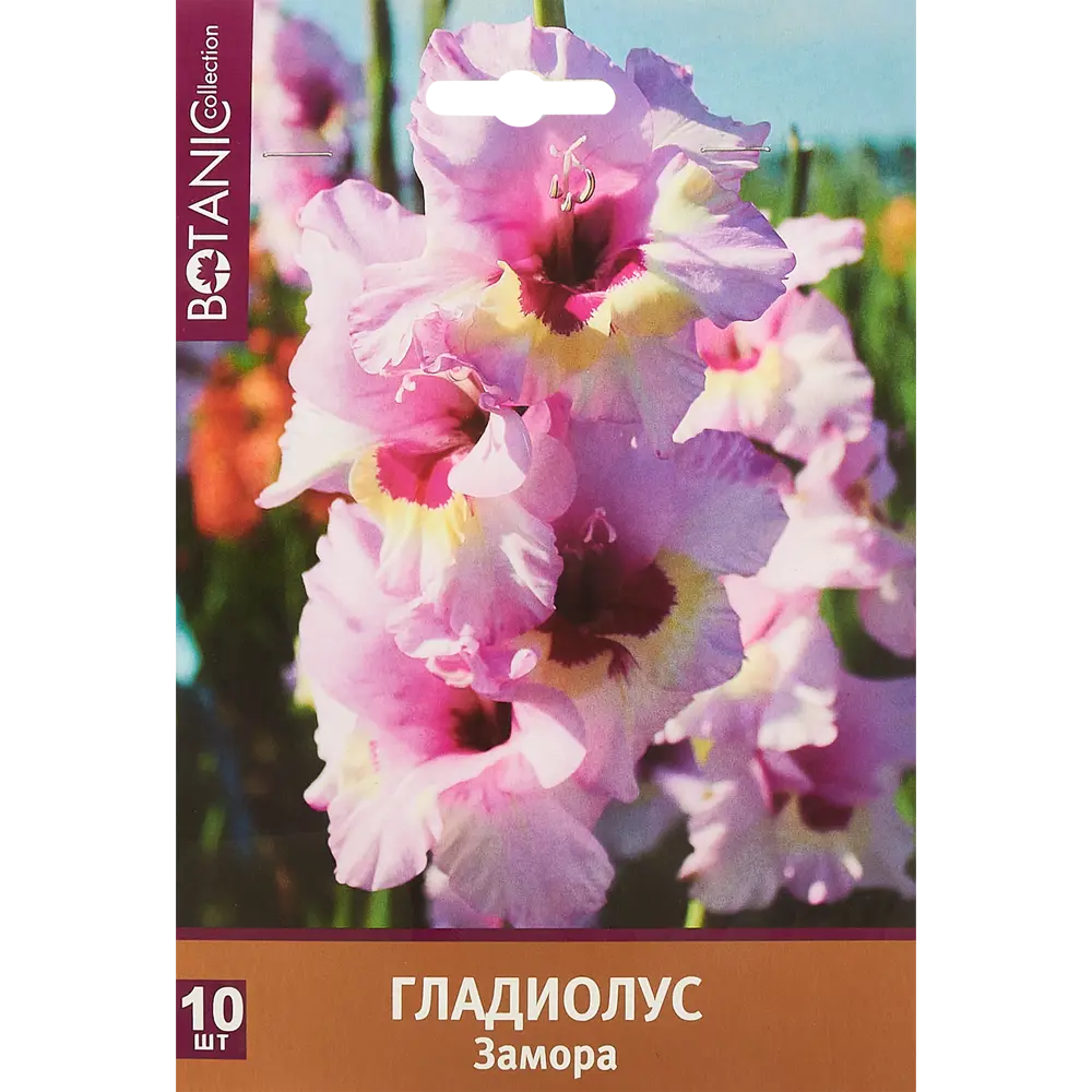 Гладиолус крупноцветковый Замора 10 шт. 83628497 STLM-2039101 BOTANIC COLLECTION  - Вид №1