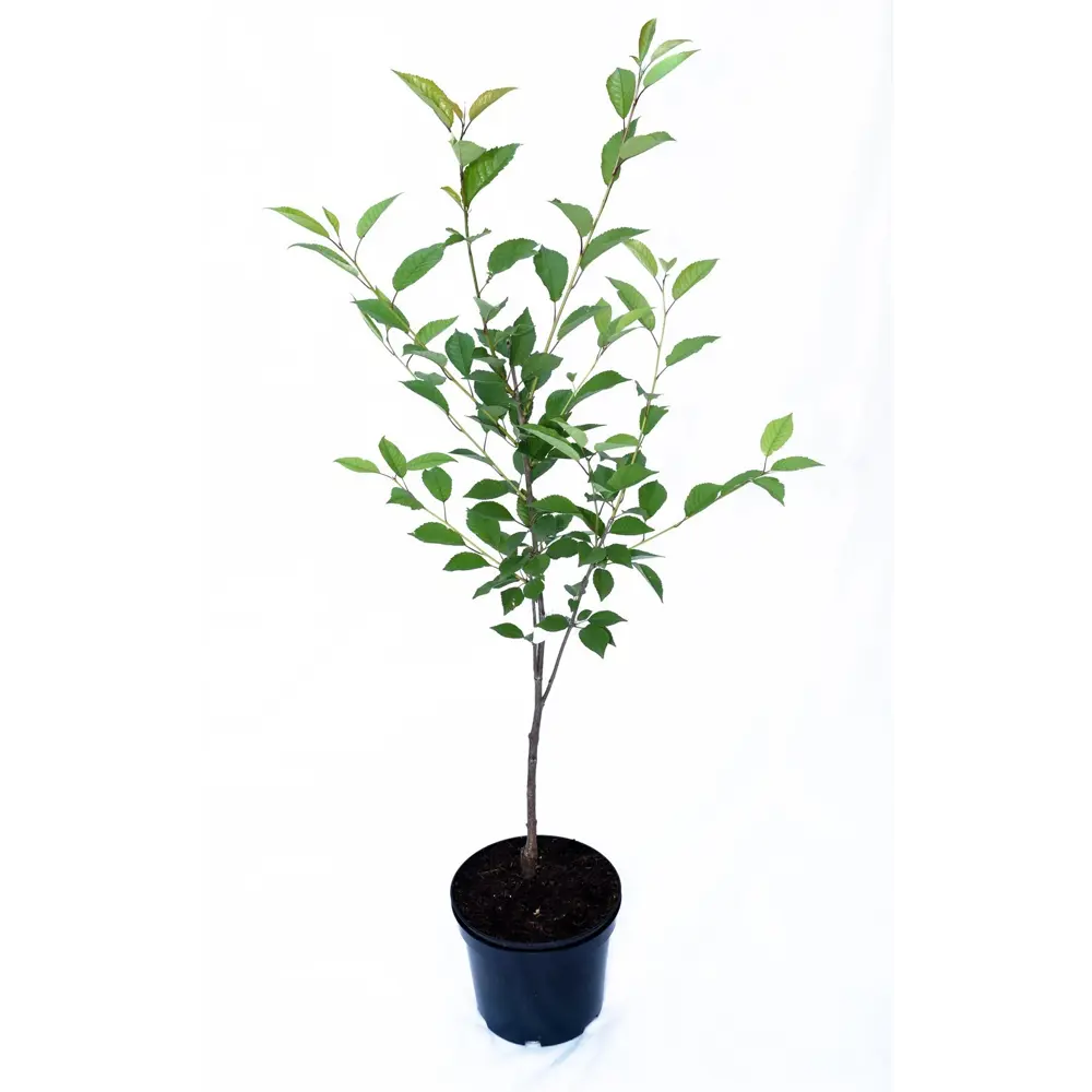 Вишня Любская пакет PLANTMARKET STLM-2056621 - Вид №1