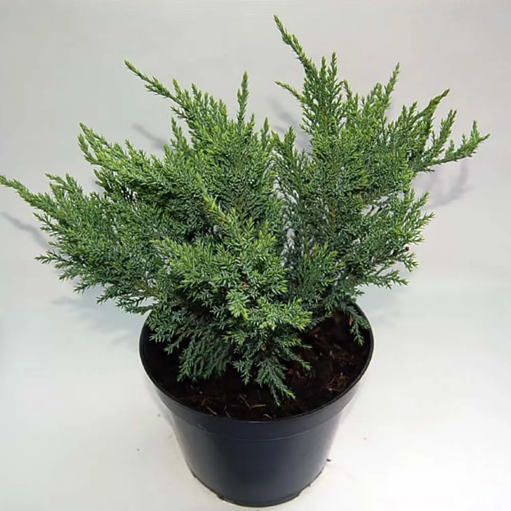 Можжевельник казацкий Тамарисцифолия ø19 h20 см 89465429 STLM-2038168 PLANTMARKET  - Вид №1