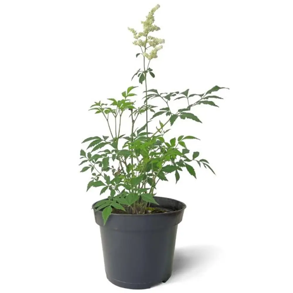 Santreyd Астильба японская - многолетник для тенистого сада 82219539 STLM-0955914