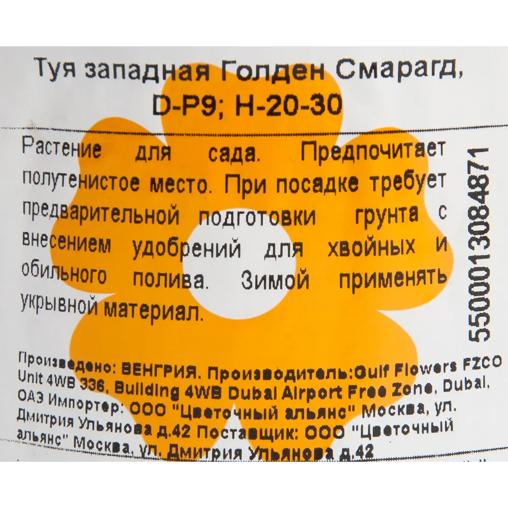 Туя западная Golden Smaragd Santreyd - золотистый хвойный акцент для сада 82601604 STLM-0952027 - Вид №1