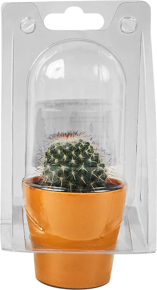 Santreyd: Декоративный кактус для современного интерьера 89296621