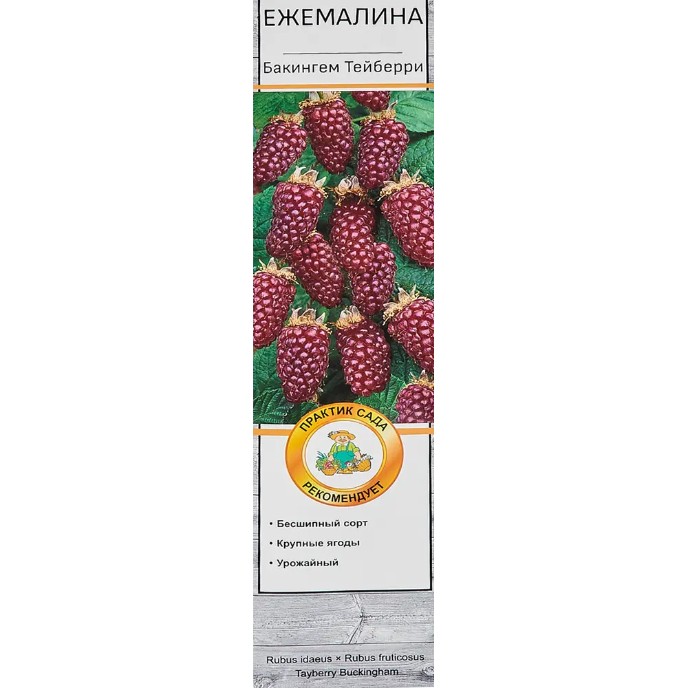 Ежемалина Бакингем Тейберри в тубе Поиск Инвест 82528997 STLM-2156102 Santreyd 