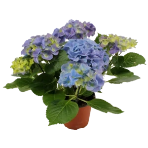 Гортензия макрофилла микс ø9 h15 см
