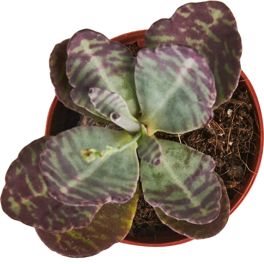 Santreyd Каланхое Зебра — комнатное растение с полосатыми листьями 87819688 STLM-0951605 - Вид №2