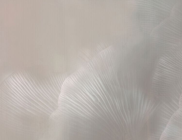 Нетканые обои Tecnografica Natural Shapes ARCH-00044355 - Вид №4