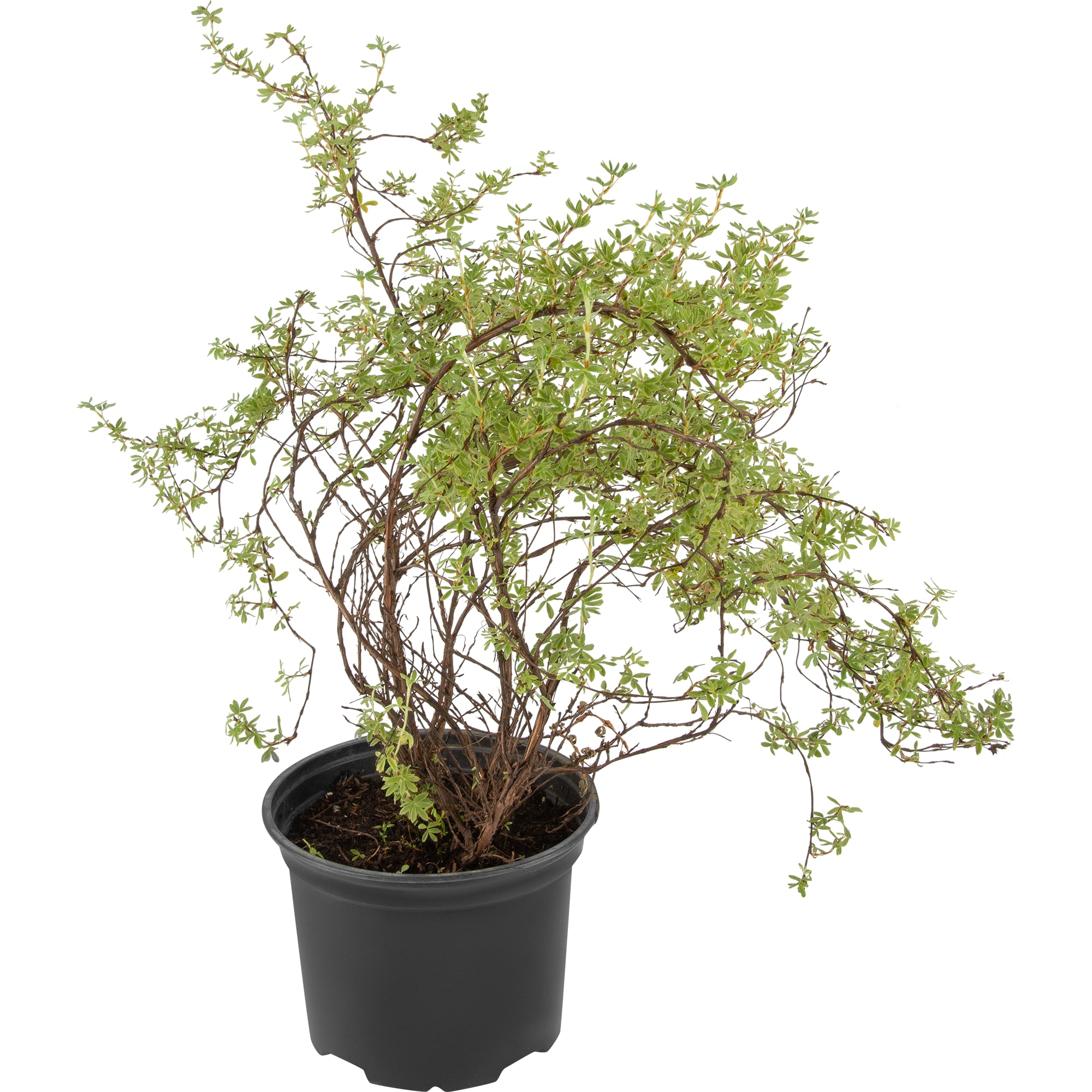 82585345 Лапчатка кустарник «Дейдаун» 15x20 см Santreyd 