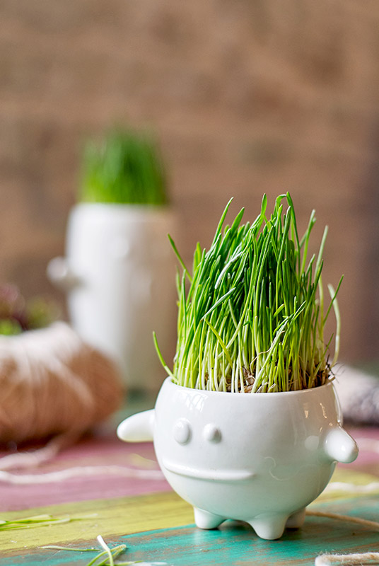 Набор для выращивания Eco Кру ЭКОЧЕЛОВЕКИ 8003 - Вид №4