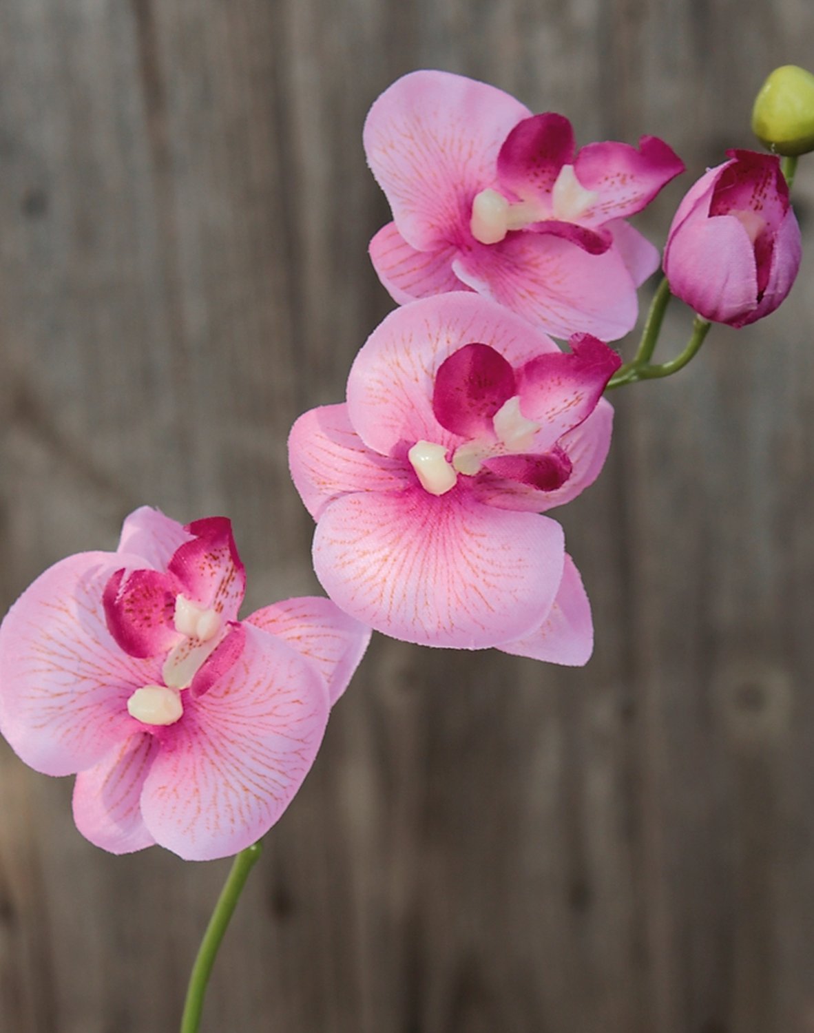 2462 510 a2 Орхидея Фаленопсис шелк, 38 см, роза H-andreas  - Вид №1